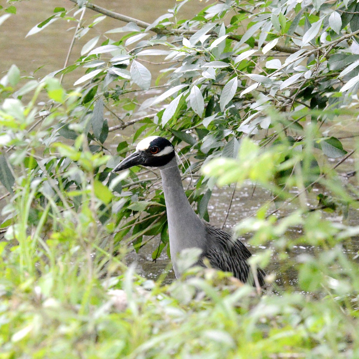 Yellow-crowned Night Heron - ML617376340