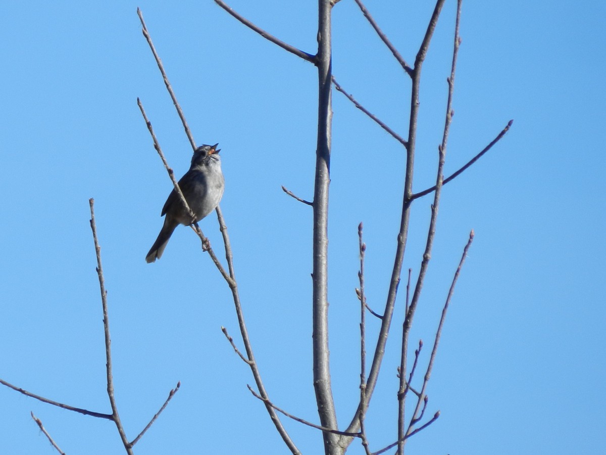 Swamp Sparrow - ML617376364