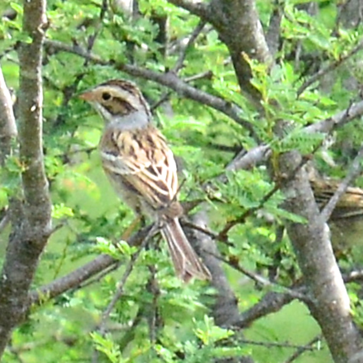 Clay-colored Sparrow - ML617376380