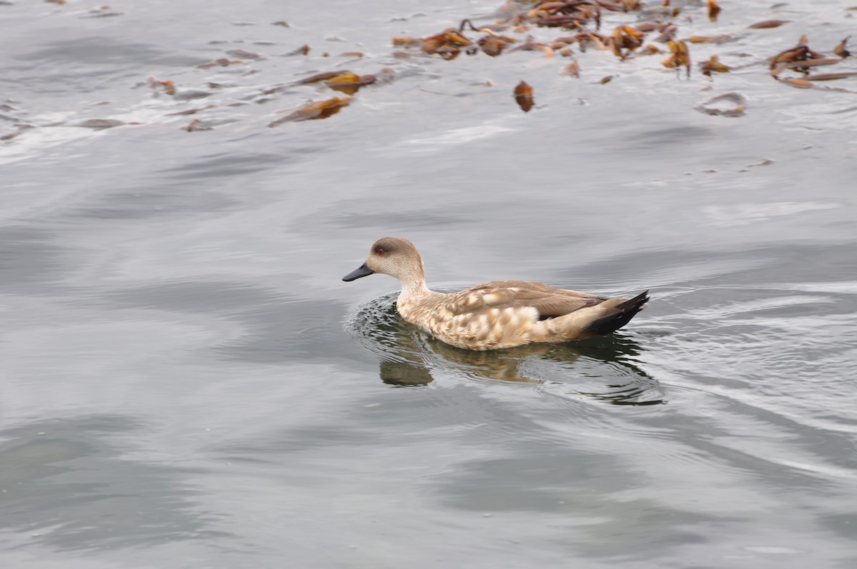Crested Duck - ML617376399
