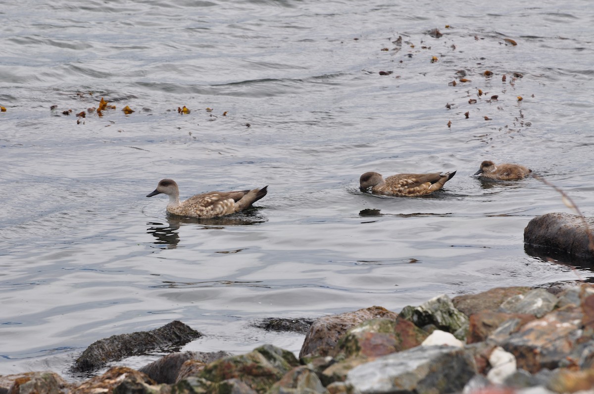 Crested Duck - Abigail Duvall