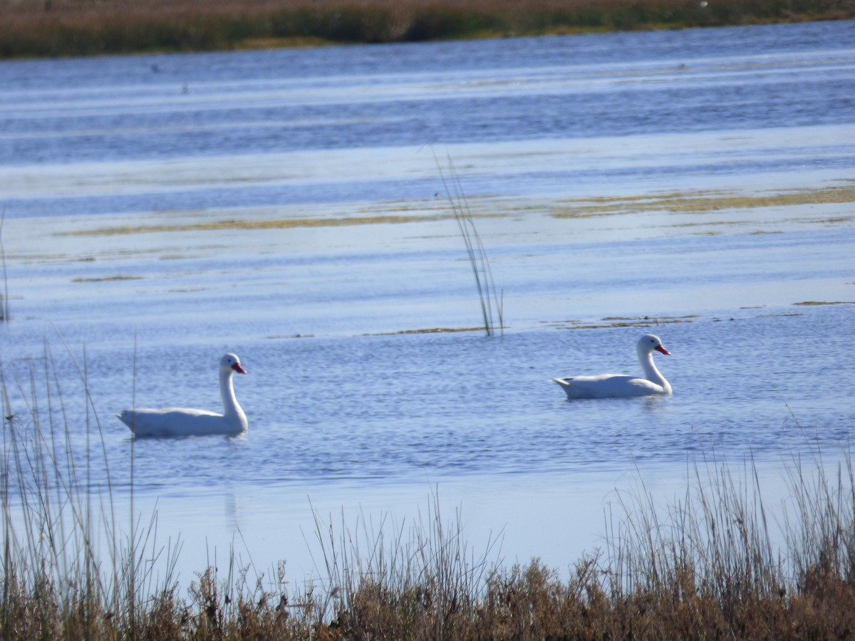 Coscoroba Swan - Pablo Hernan Capovilla