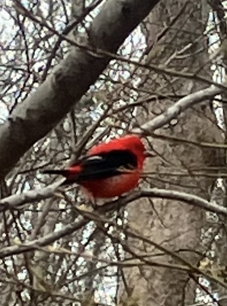 rødpiranga - ML617376426