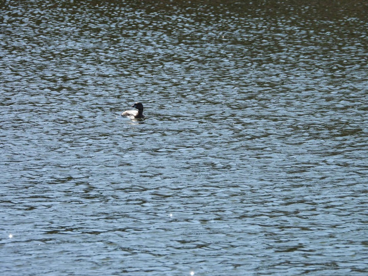 Pied-billed Grebe - ML617376432