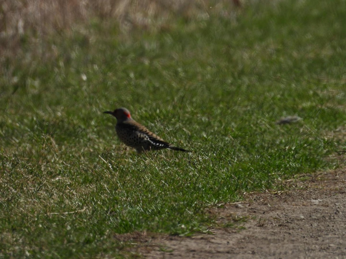 Northern Flicker - ML617376441