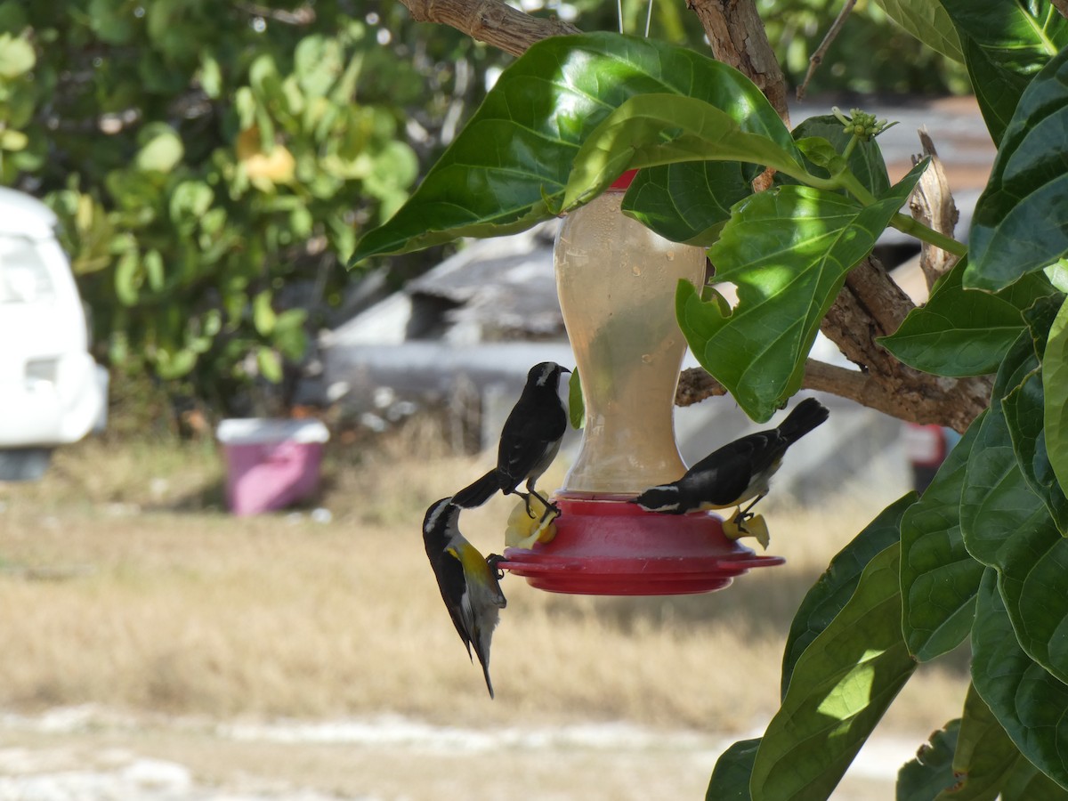 Zuckervogel - ML617376442