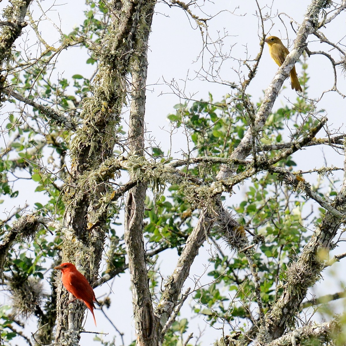 Summer Tanager - ML617376447