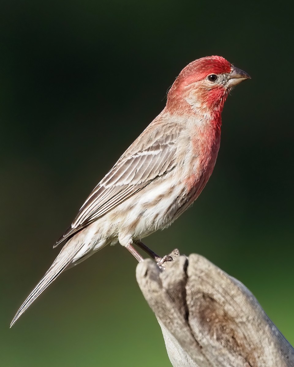 House Finch - Mike Smith