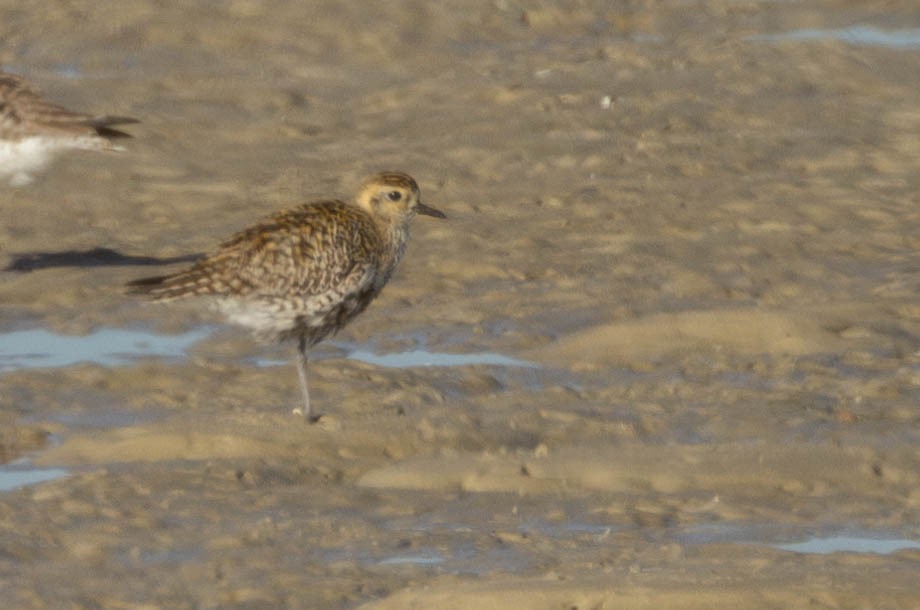 Pacific Golden-Plover - ML617376453