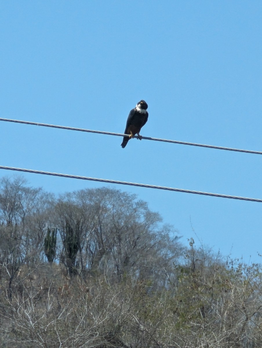 ostříž netopýří - ML617376468