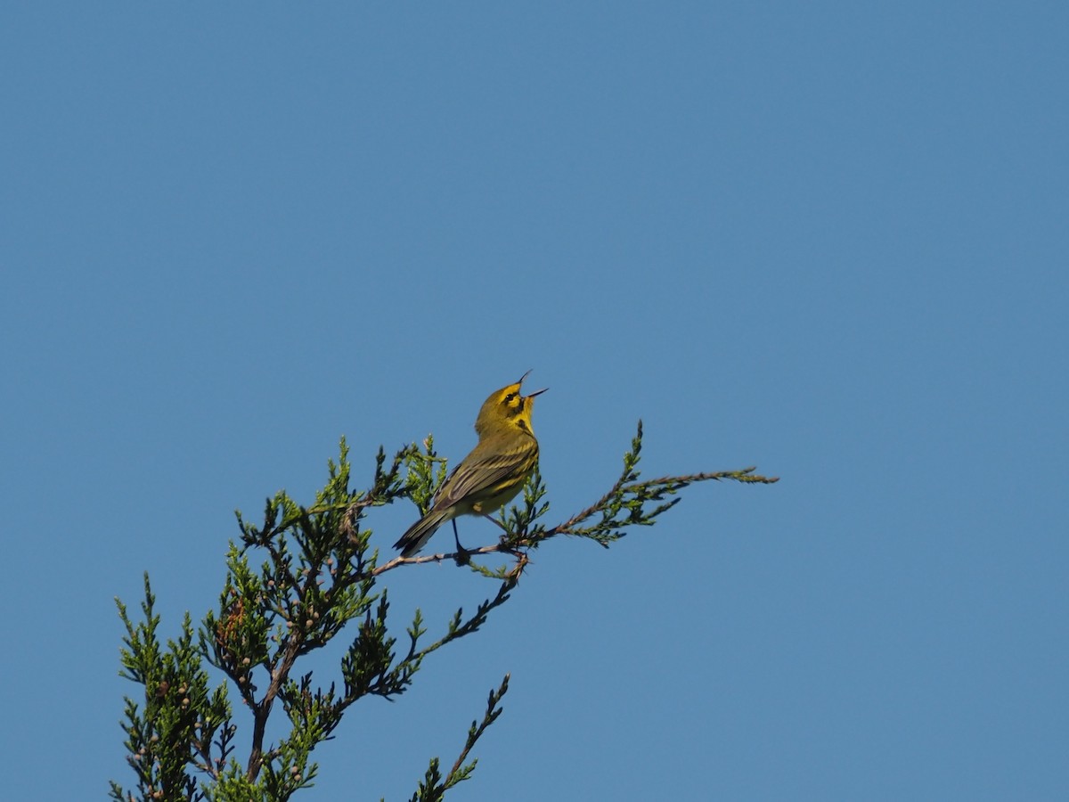 Prairie Warbler - david parsley