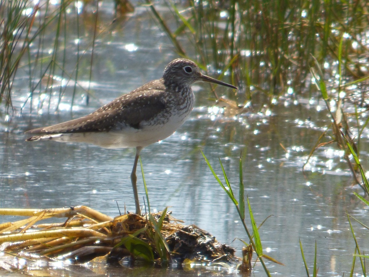 Solitary Sandpiper - ML617376540