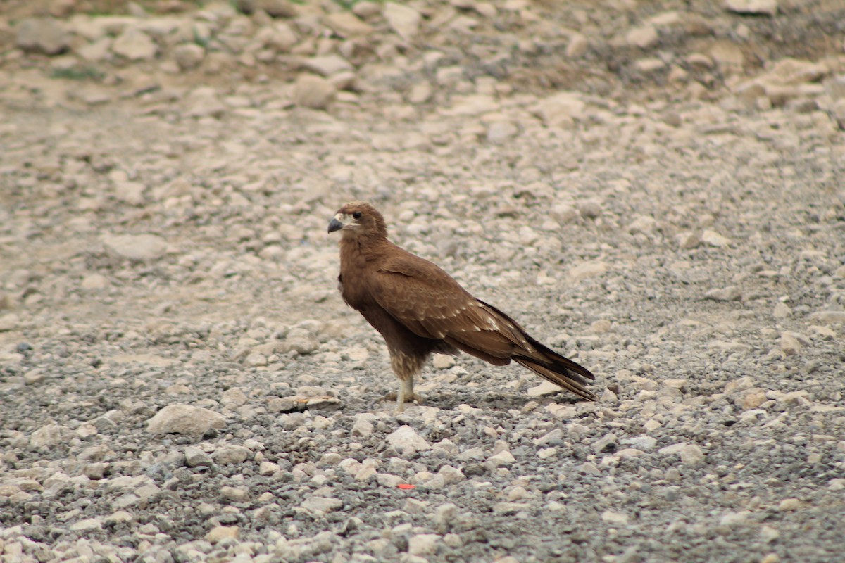 Caracara montagnard - ML617376568