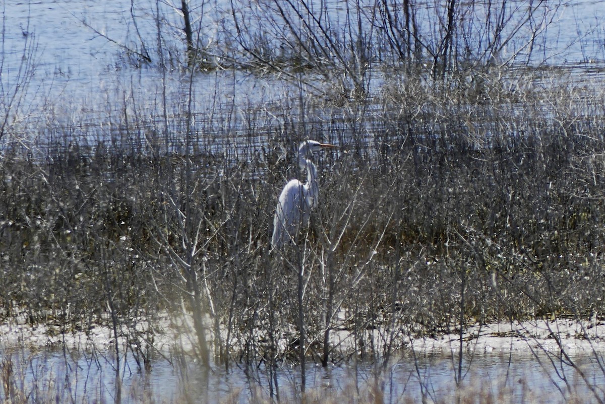 Great Egret - ML617376590