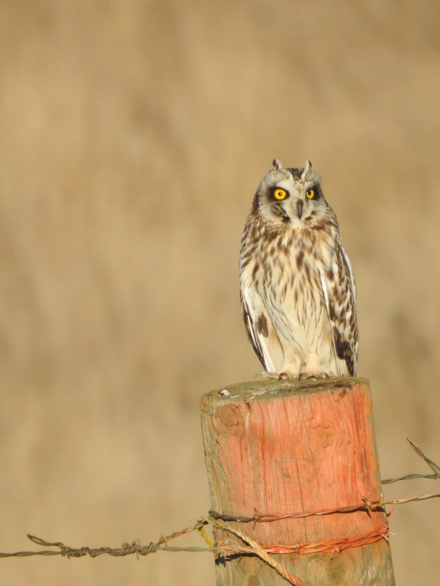 Short-eared Owl - ML617376621