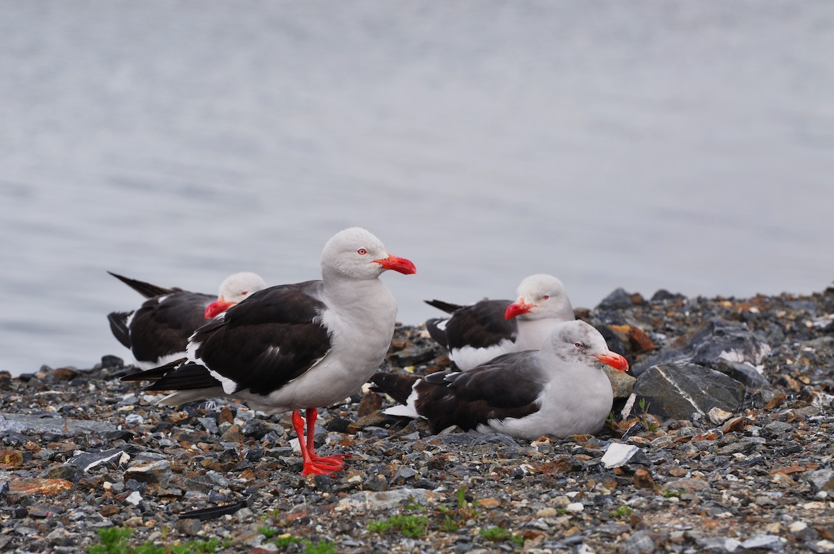 Dolphin Gull - Abigail Duvall