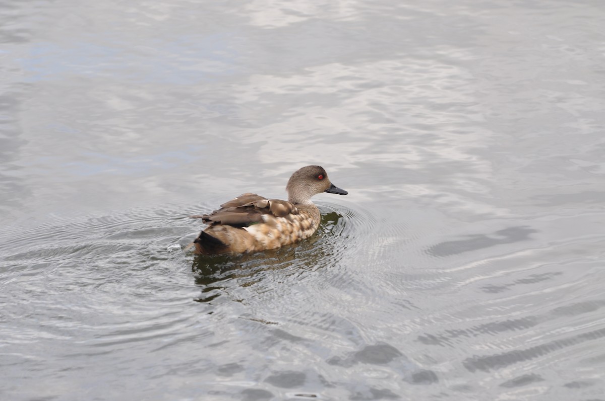Crested Duck - Abigail Duvall