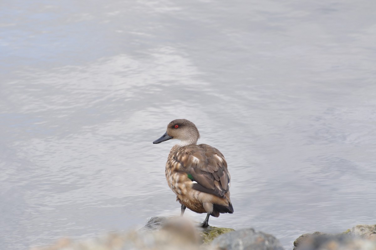 Crested Duck - ML617376665