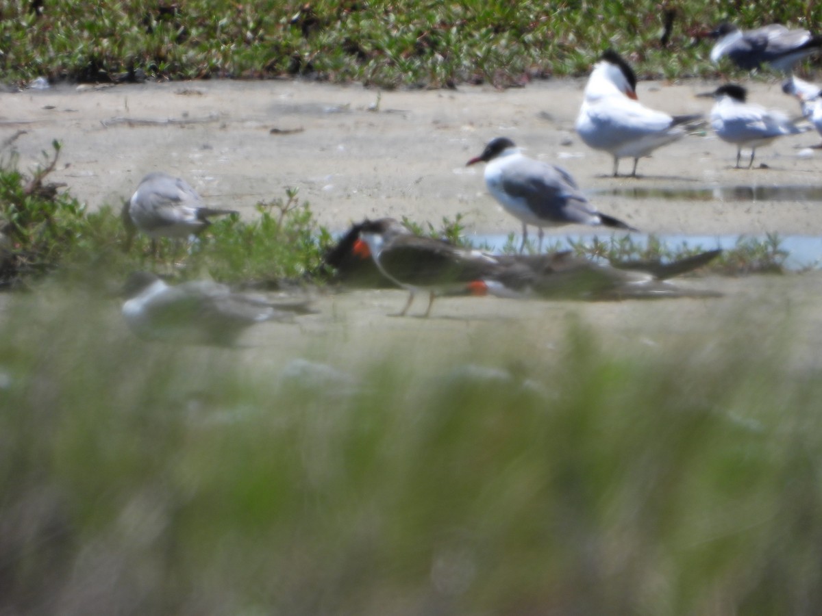 Black Skimmer - ML617376703