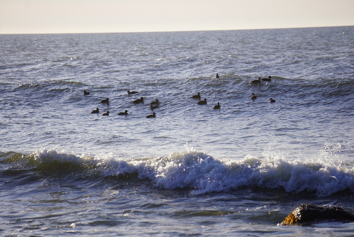 Black Scoter - ML617376718