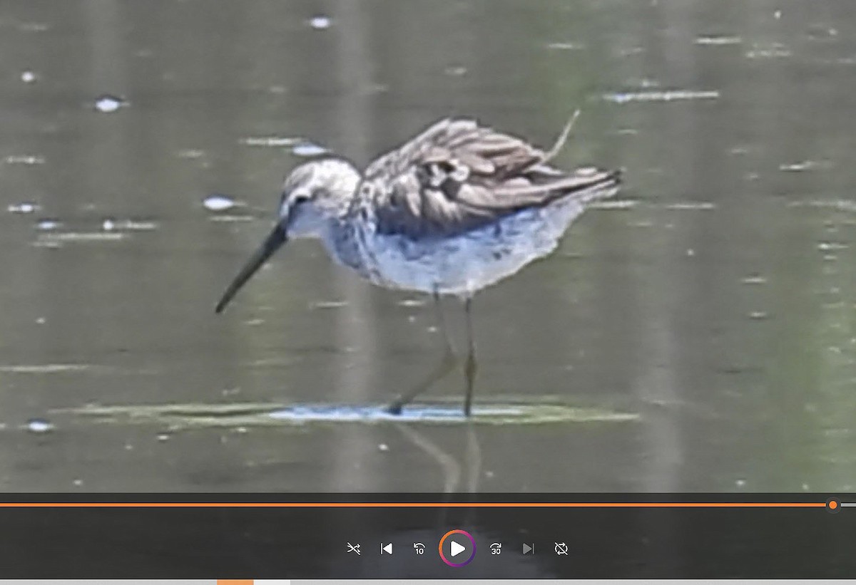 Stilt Sandpiper - ML617376768