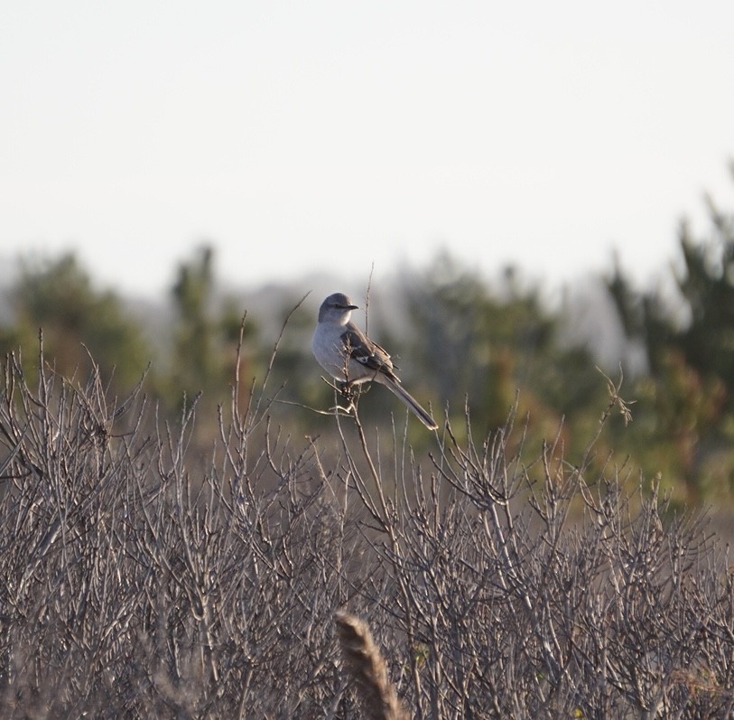 Northern Mockingbird - Rachel Orlando