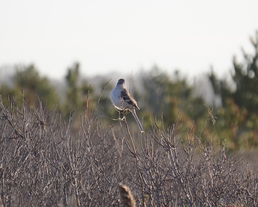 Northern Mockingbird - ML617376792