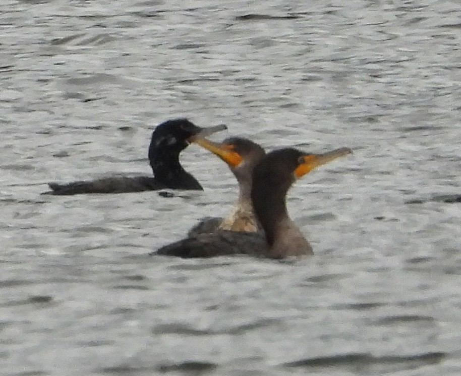 Neotropic Cormorant - ML617376814