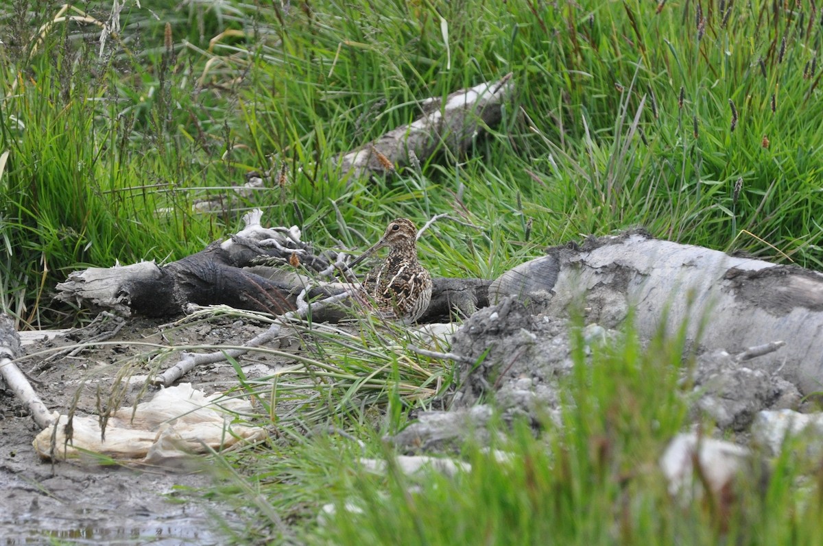 Magellanic Snipe - ML617376817