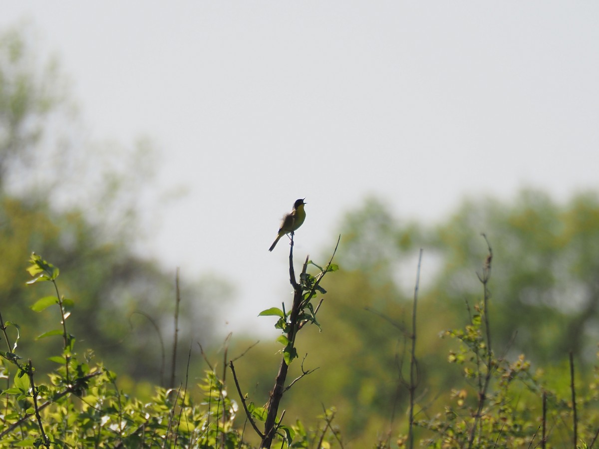 Common Yellowthroat - david parsley