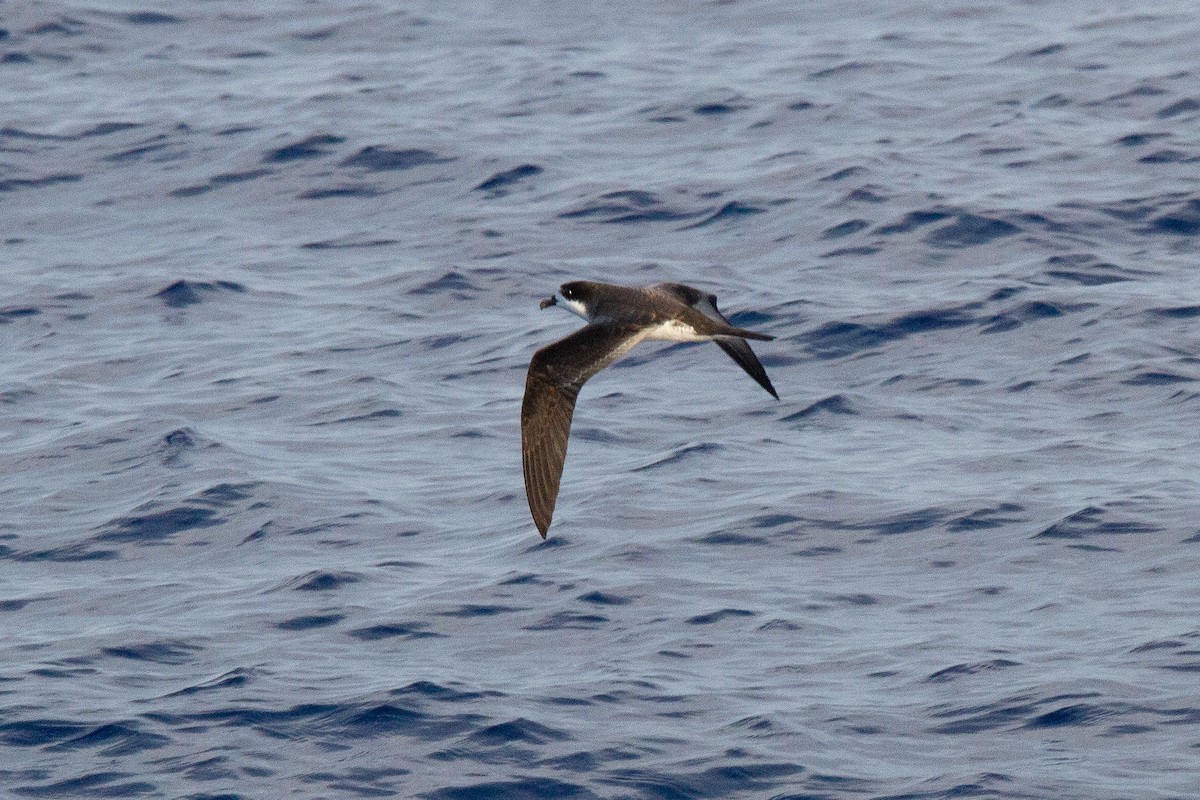 Hawaiian Petrel - ML617376832