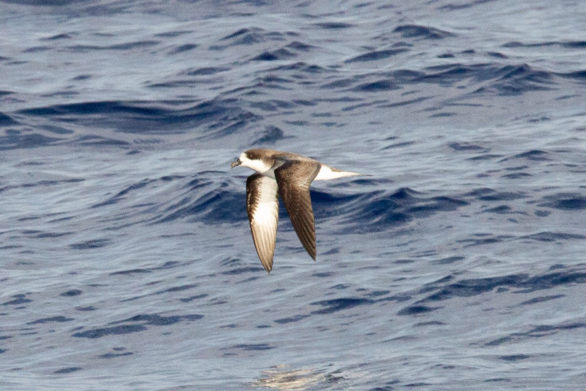 Hawaiian Petrel - ML617376833