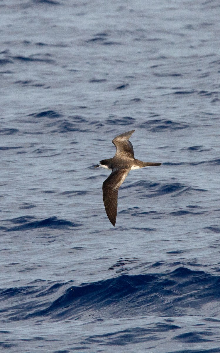 Hawaiian Petrel - ML617376834