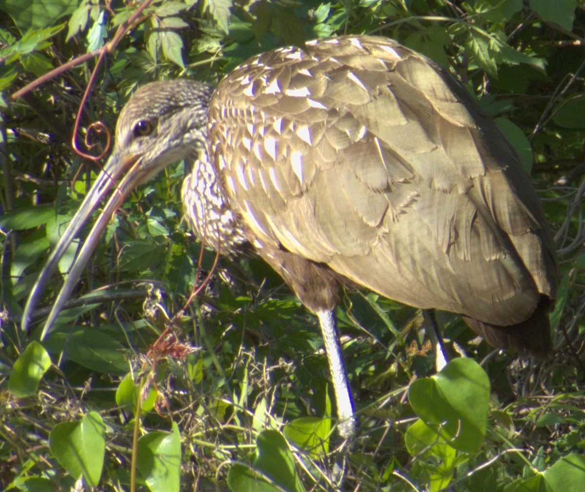 Limpkin - Peter Keyel