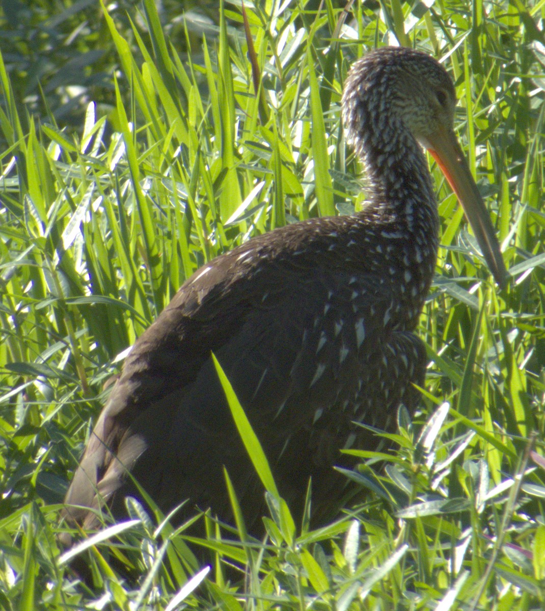 Limpkin - ML617376838