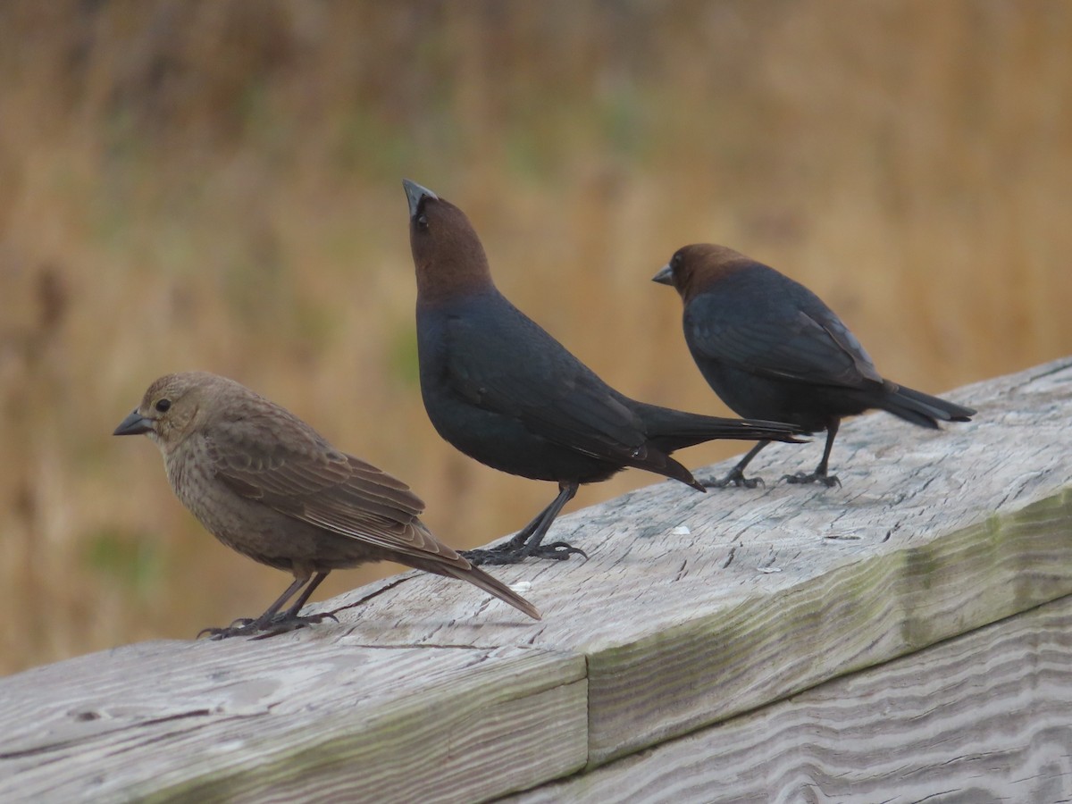 Brown-headed Cowbird - Horst Onken