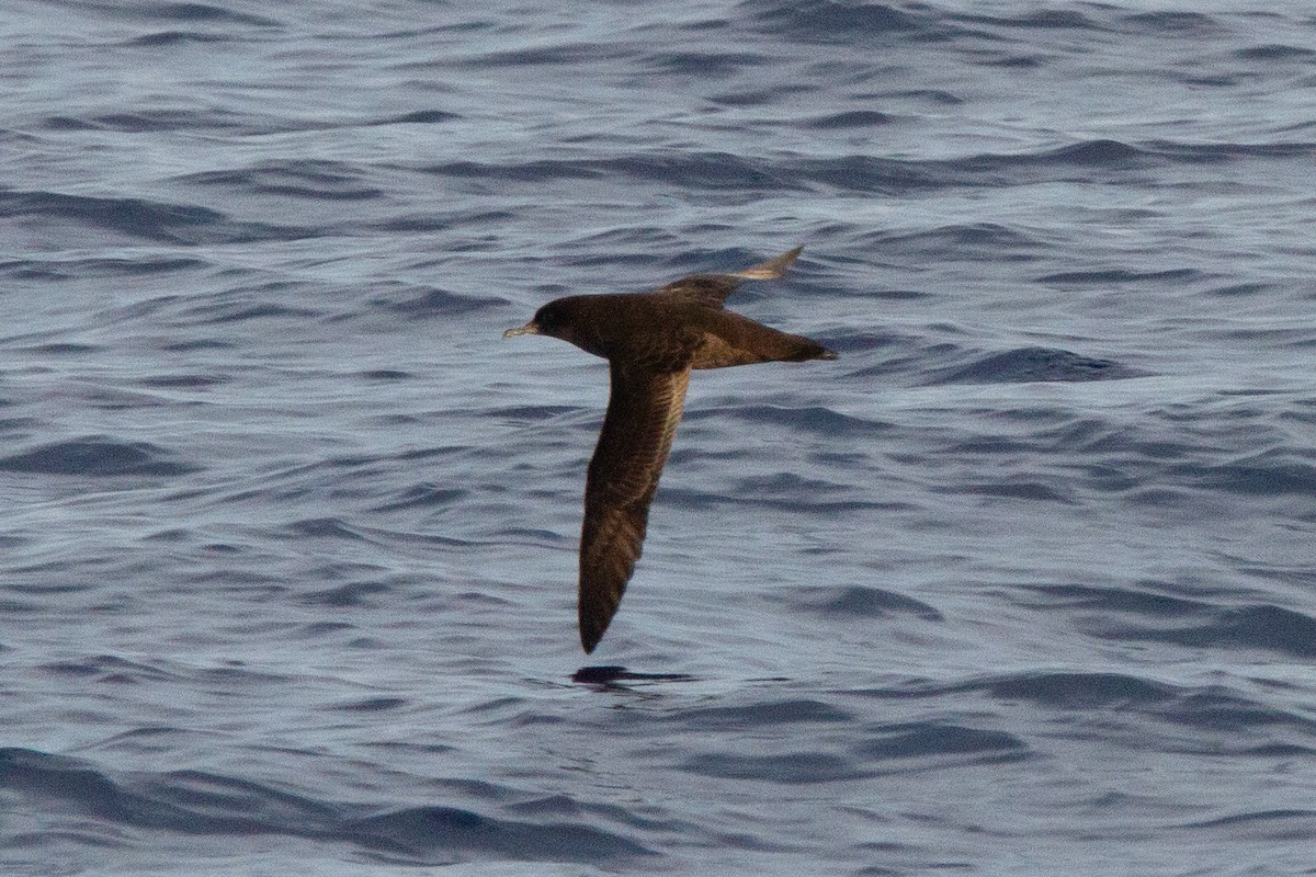 Sooty Shearwater - ML617376847