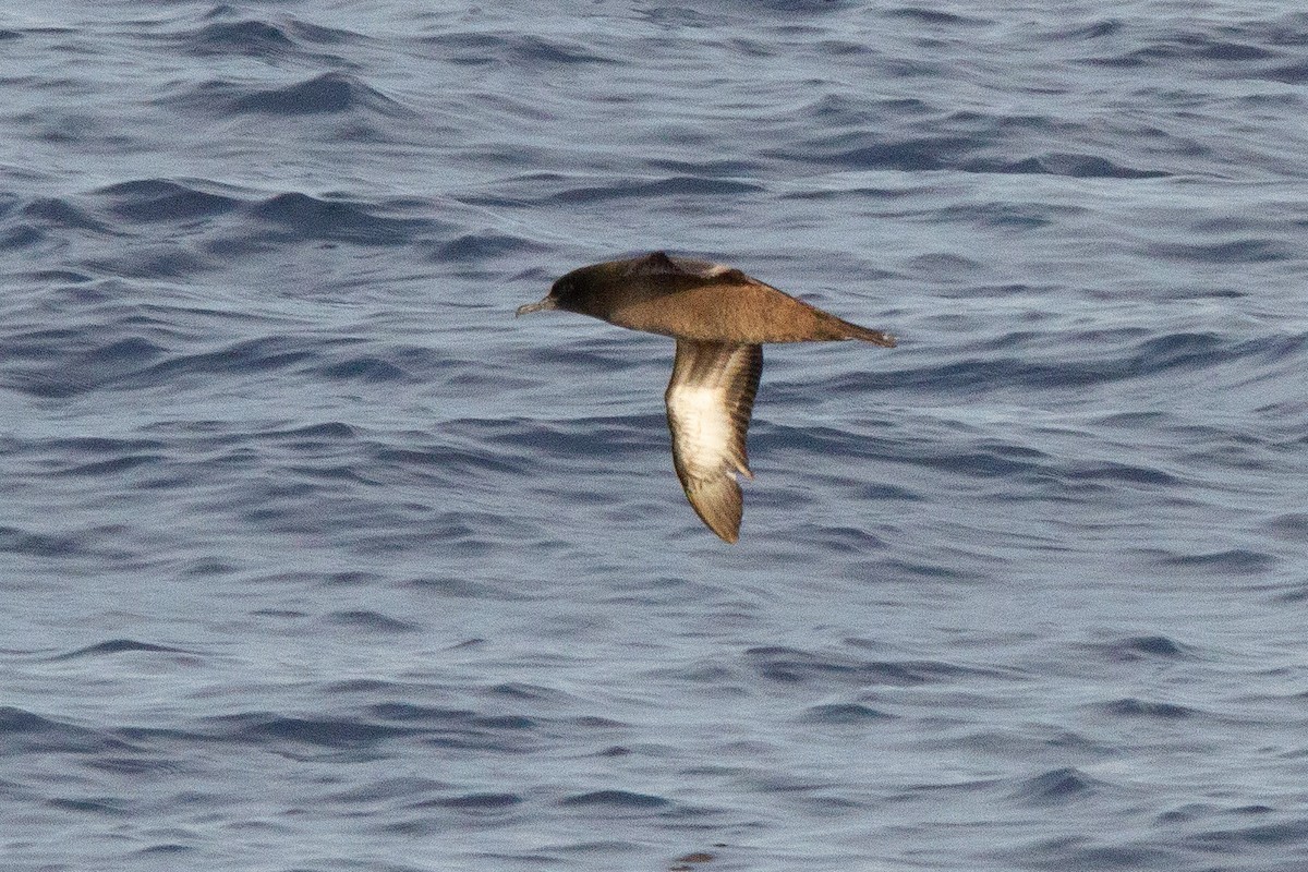 Sooty Shearwater - ML617376848