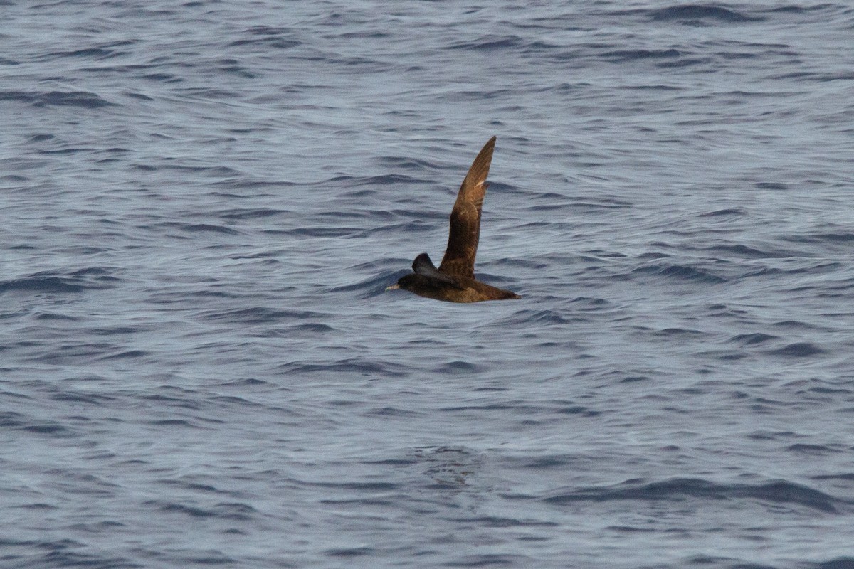 Sooty Shearwater - ML617376849