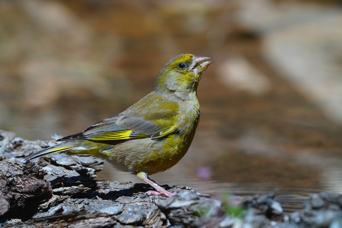 European Greenfinch - Victoriano Mora Morillo