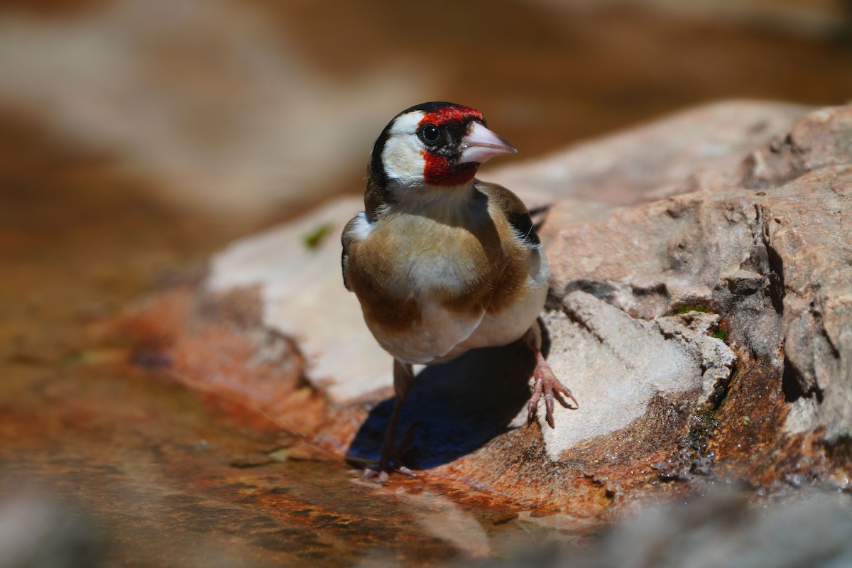 European Goldfinch - ML617376870