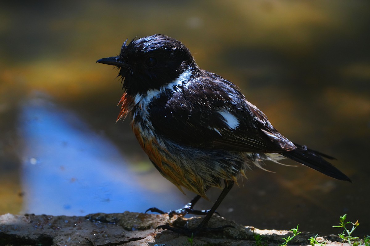 European Stonechat - ML617376894