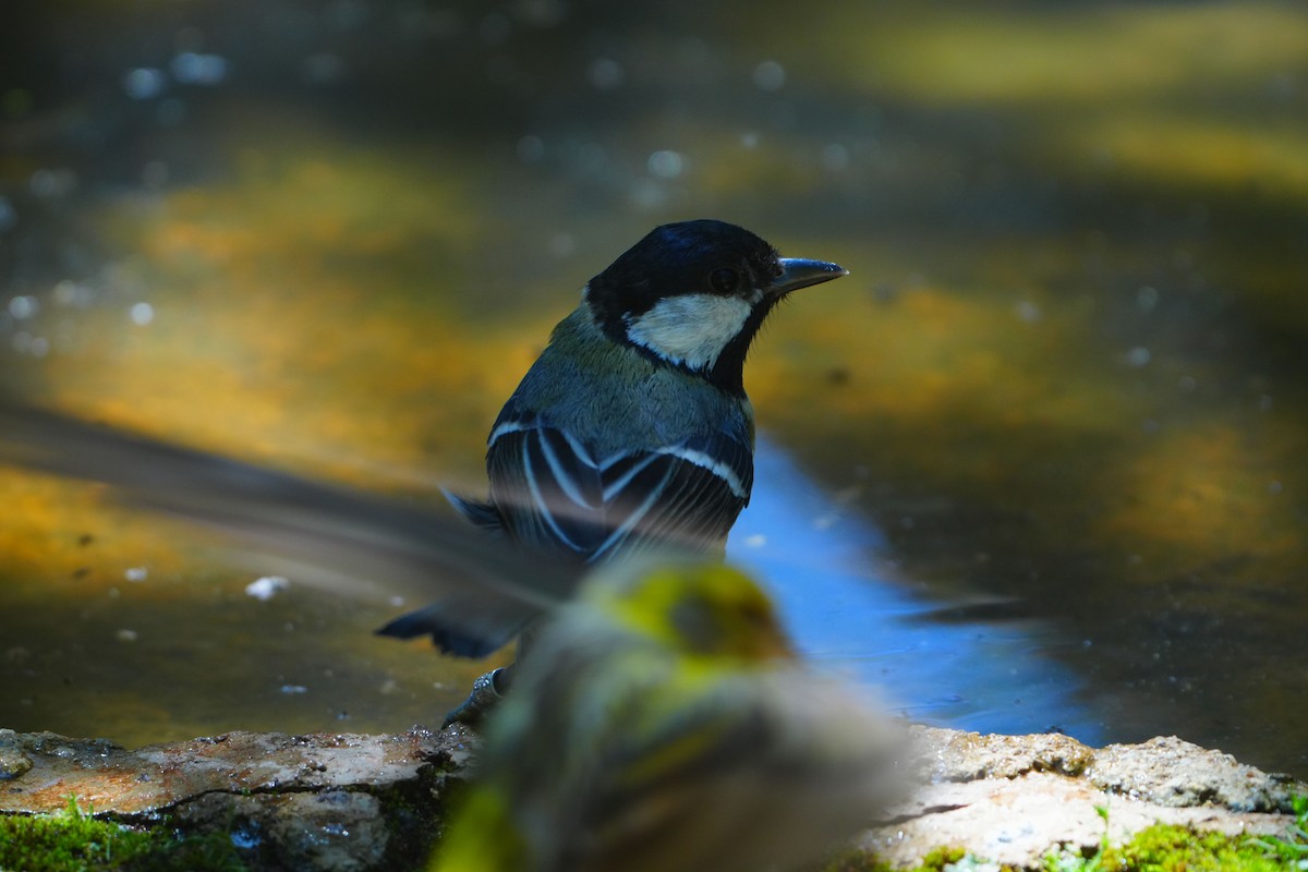 Great Tit - ML617376905