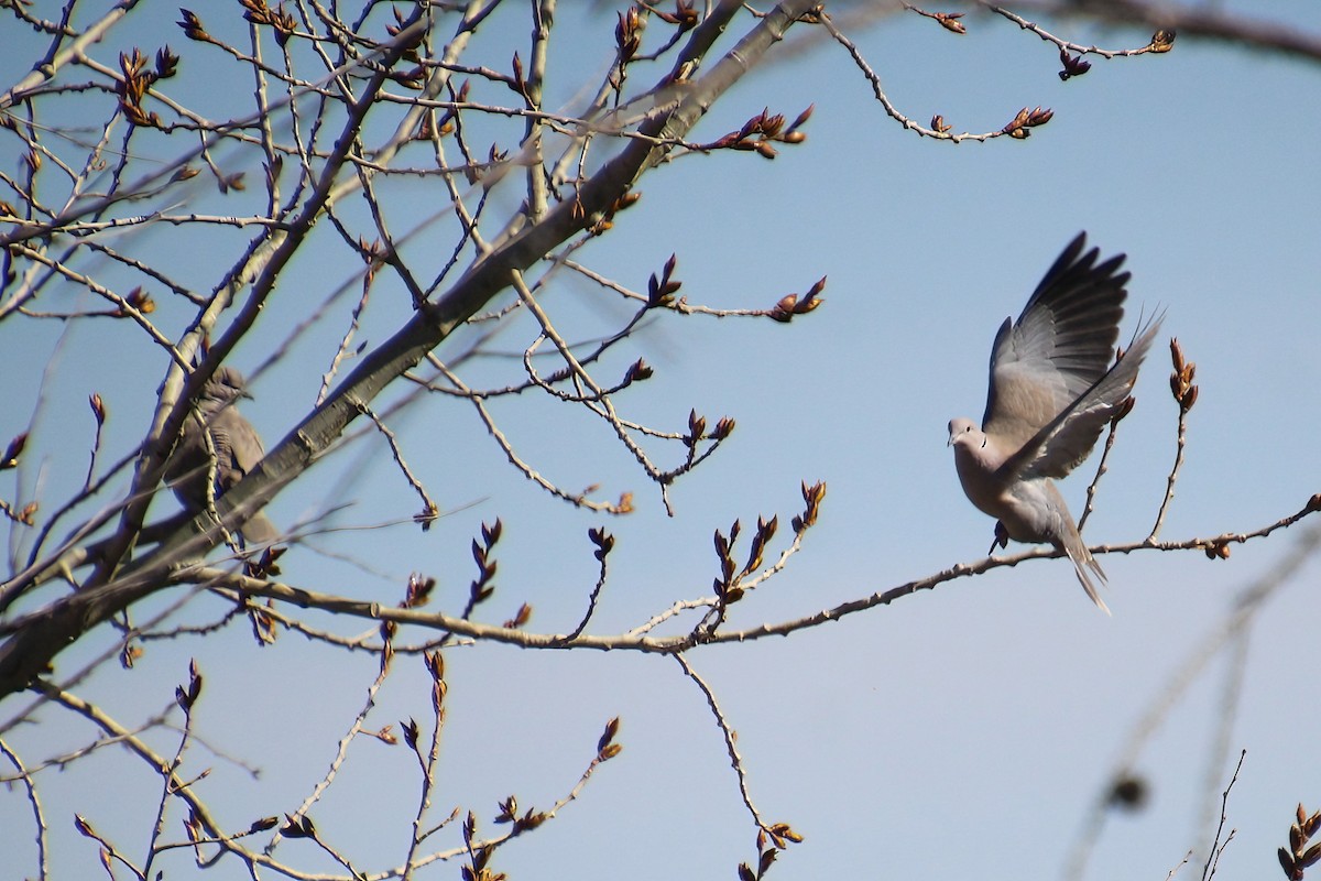 Eurasian Collared-Dove - ML617376914