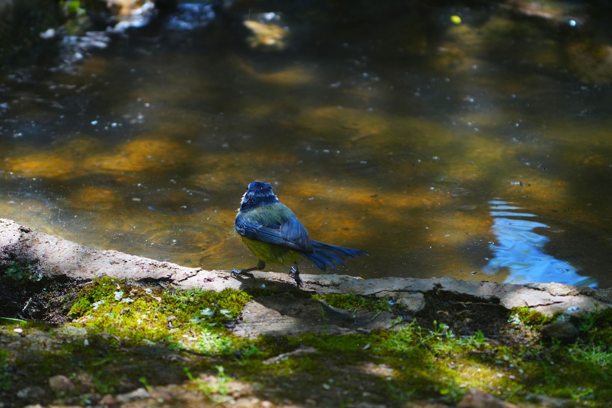 Eurasian Blue Tit - ML617376920