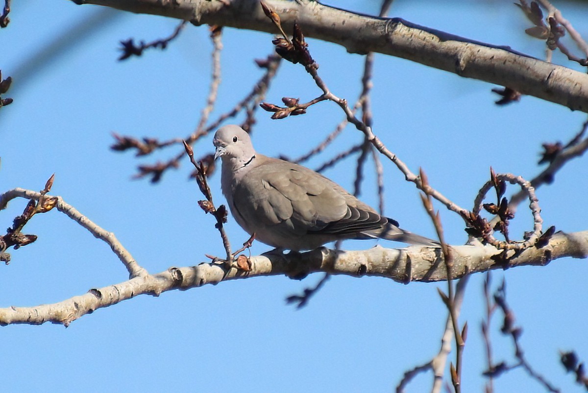 Eurasian Collared-Dove - ML617376939