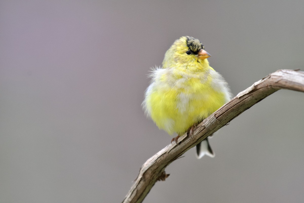 American Goldfinch - Alden Dauby