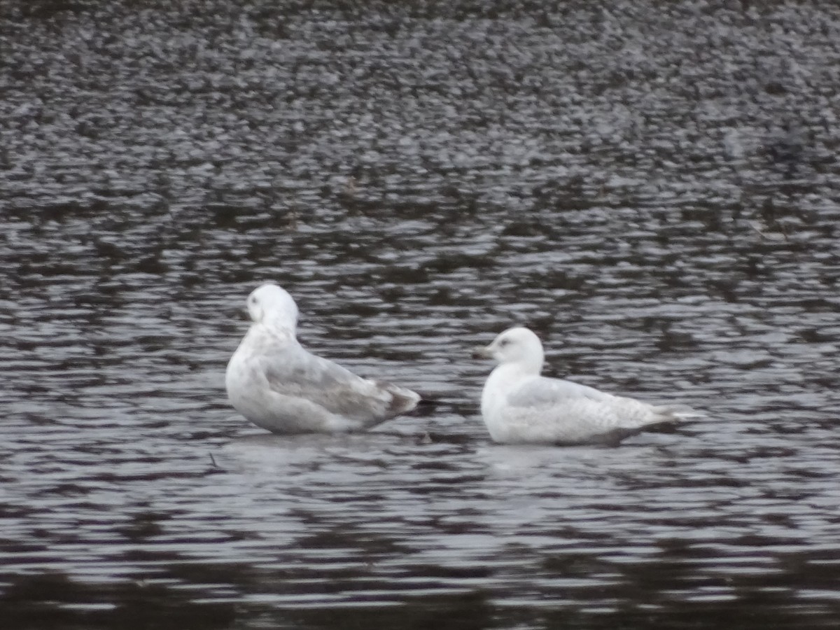 Gaviota Groenlandesa - ML617376972