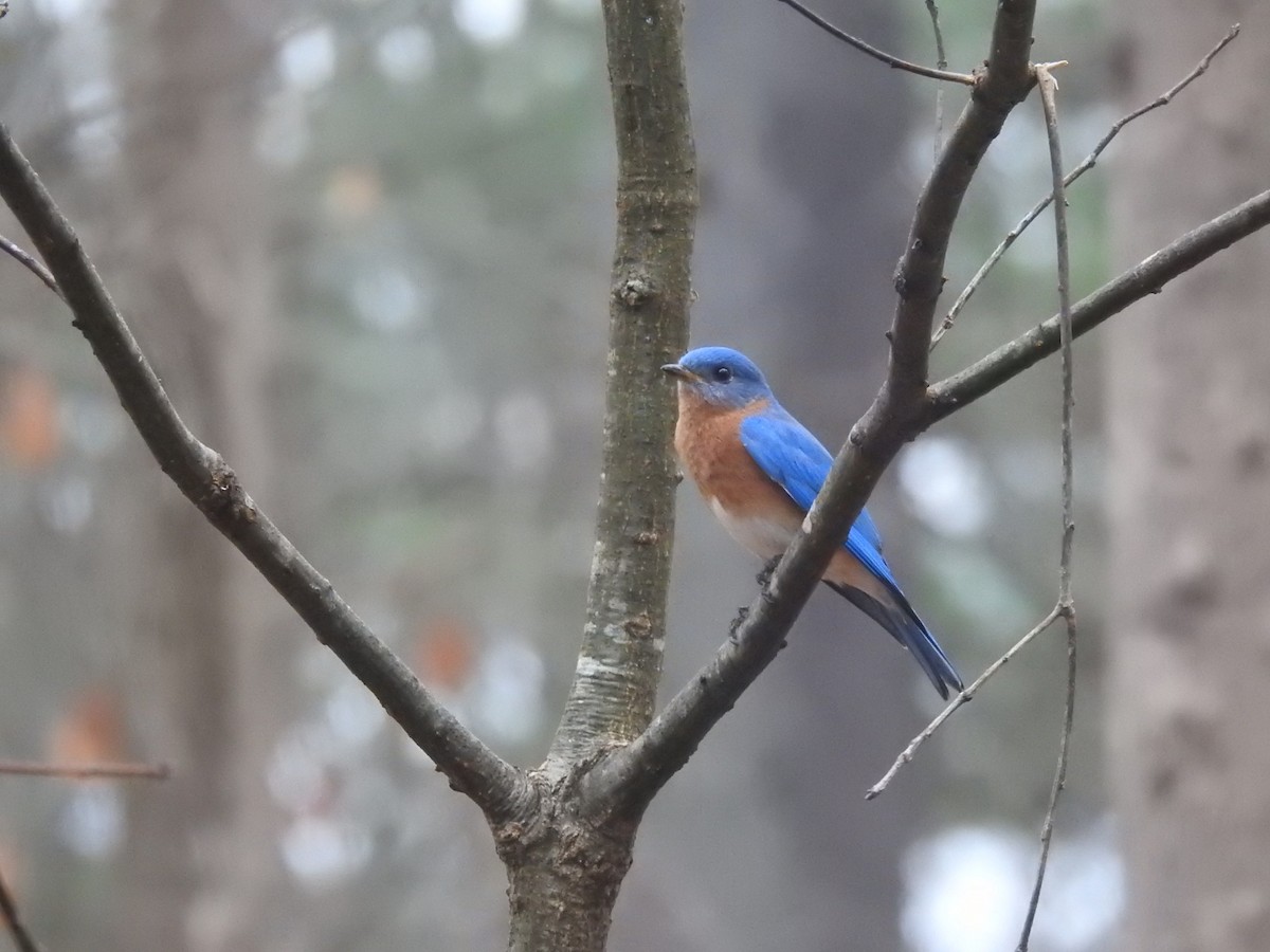 Eastern Bluebird - ML617376993