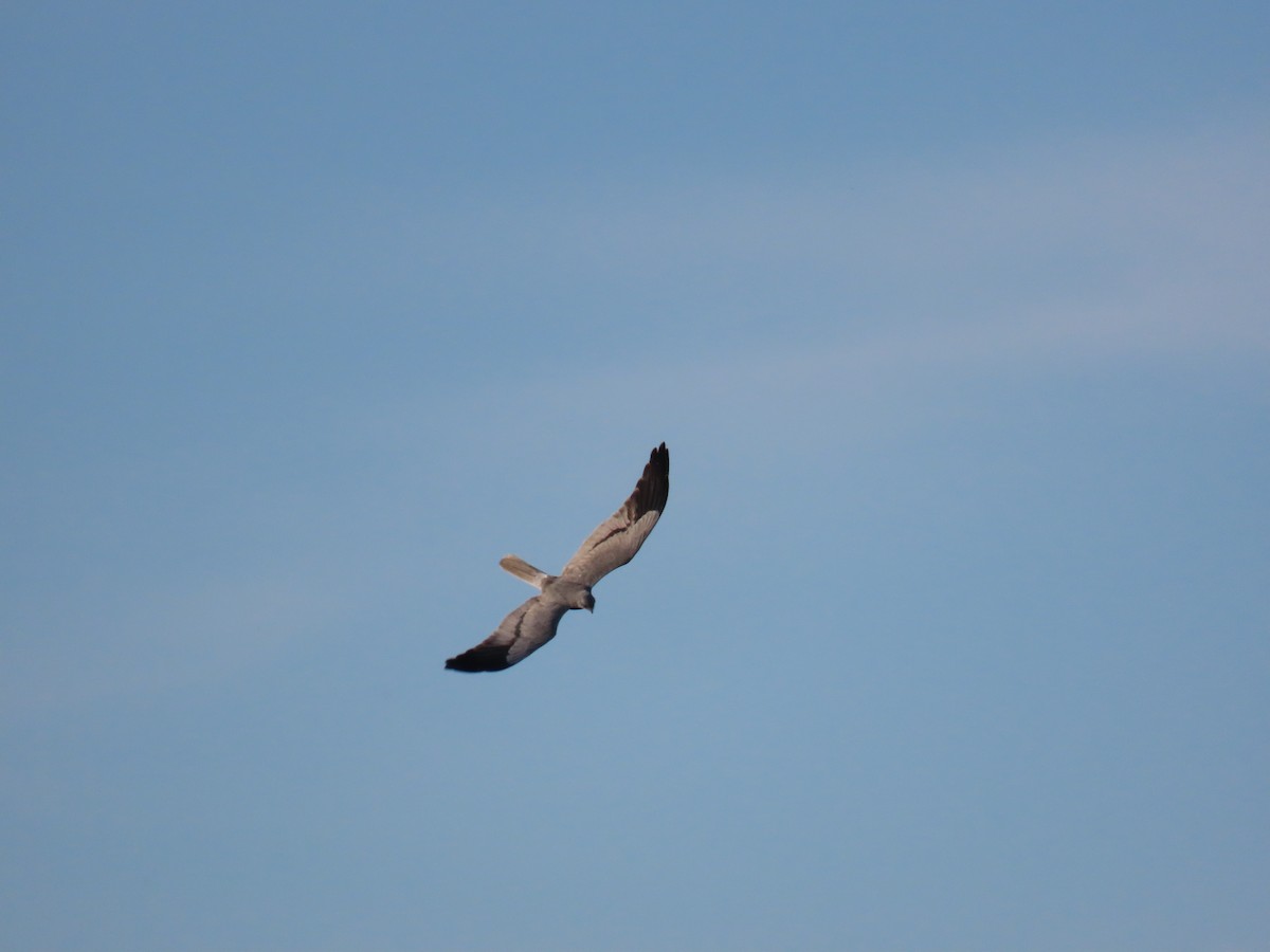 Montagu's Harrier - Federico  Iglesias García